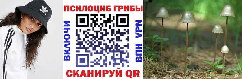 Псилоцибиновые грибы Cubensis  продажа наркотиков  Аргун 